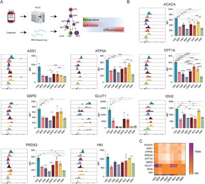 Met-Flow analyses of the metabolic heterogeneity associated with different stages of cord blood-derived hematopoietic cell differentiation